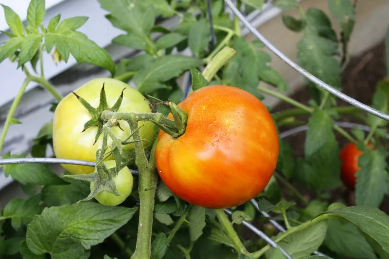 Tomatoes ripening on a supported vine in Farmingdale, Maine.